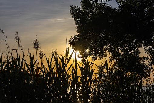 The Green Cortaderia Selloana Pumila feather pampas grass next to the lake on the orange sunset sky background