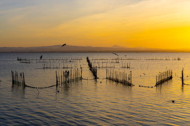 istock A lake with fish nets and sunny path against the backdrop of an orange sunset 1826337202