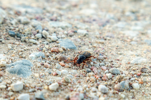 a small beetle walks on a rocky path