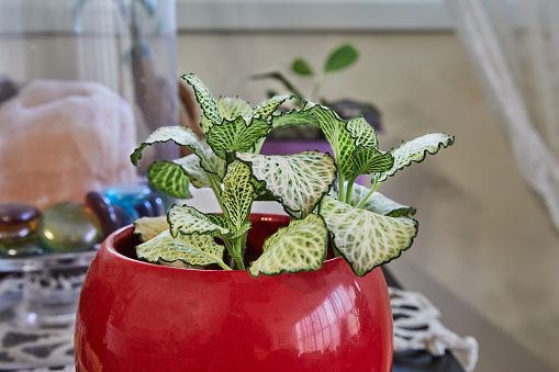 Fittonia white-veined hypoesthesia in red pot in home interior.