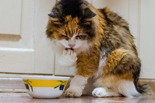 Cat in the kitchen drinking water and licking its paw