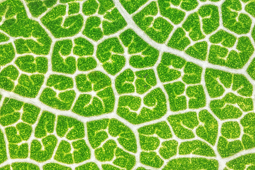 Macro chestnut leaf. Close up view of green leaf and veins. Microscopic world.