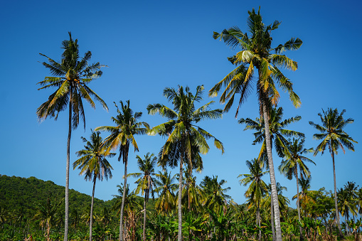 Tall, green palm trees on the Indonesian island of Lombok. In the background are rolling, green hills and a clear, blue sky.