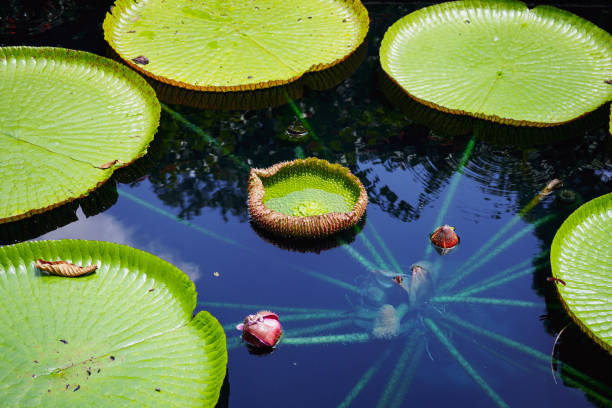 A shallow pond that contains a network of lily pad plants, with roots shooting beneath the surface. The central flowers are visible through the water, whilst leaves and other debris collect on the pads.