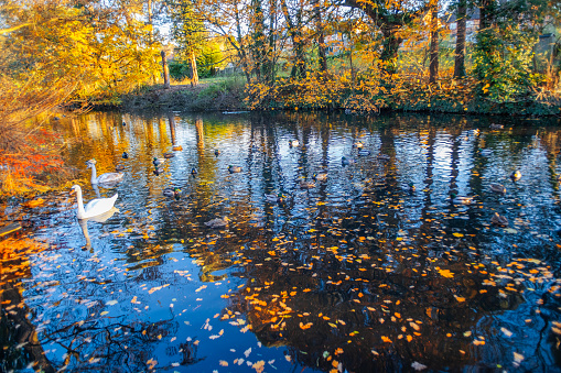 river arrow valley country park redditch worcestershire english midlands england uk