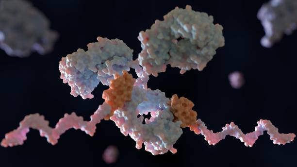 Conjugal of DNA to primary antibodies with protein G and linker Conjugal of DNA to primary antibodies with protein G and linker for multiplexed cellular targeting: 3D rendering linker stock pictures, royalty-free photos & images