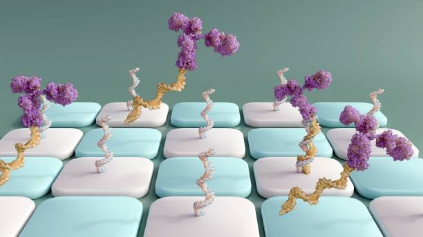 Mechanism of Antibody-oligonucleotide conjugates or AOC Antibody-oligonucleotide conjugates or AOC use in antibody arrays; 3d rendering linker stock pictures, royalty-free photos & images