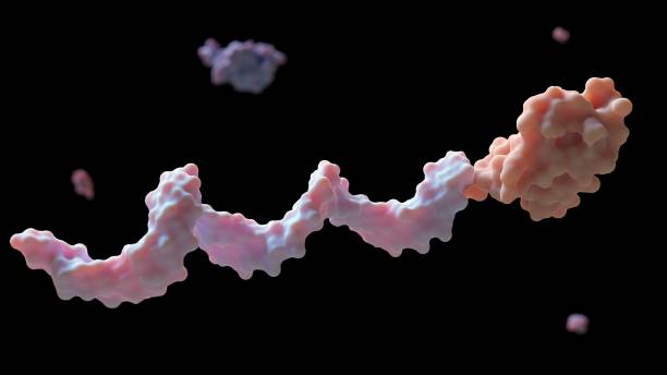 istock protein G−DNA conjugate an antibody of bioassay chips 1826419637