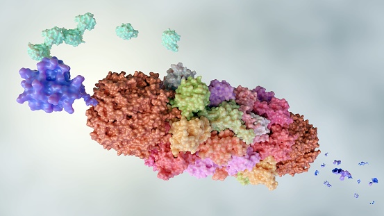 Proteasomes are molecular machines for breaking down proteins called proteolysis, only target proteins that have been marked for destruction called ubiquitin to the target protein, 3d rendering