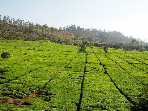 Tea crop garden grows at the hill of mountain. Green scenery