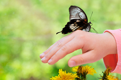 Beautiful butterfly on child's hand.