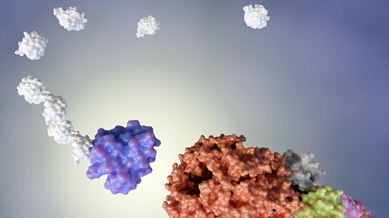 3d rendering of ubiquitin is attached to target proteins by a process called ubiquitination