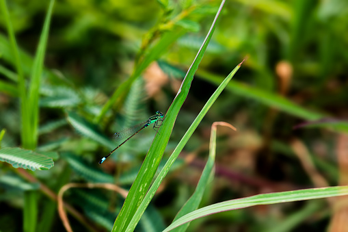 A light green, thin-winged dragonfly perched on a leaf of beautiful natural grass.