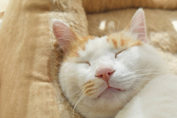 istock Cat sleeping in bed. Happy tabby ginger and white cat relaxing at home. 1826445188