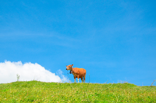 A brown cow stands in a field