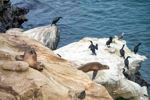 Large sea lion colonies on the shores of la Jolla Cove, San Diego, California