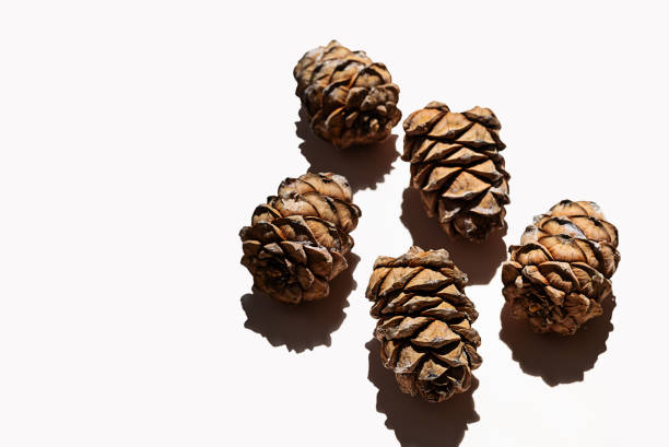 cedar cones collection. pine cones with nut in hard light. - pine nut nut seed vegan food imagens e fotografias de stock