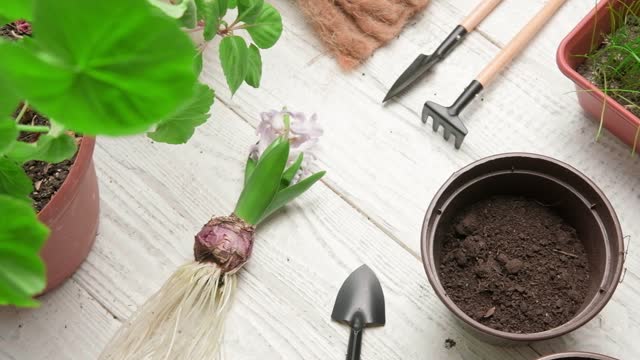 Female Hands Repotting Houseplants. Top View of Gardener is Holding a Sprout of Purple Hyacinth. Gardening Tools, Plants and Soil on White Wooden Table. Potted Plant Care at Home. Urban jungle Caring