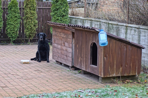 two brown wooden doghouses and a black large dog on the sidewalk in the yard on the street