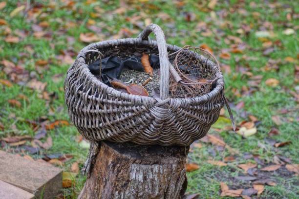 one old gray brown wicker basket with dry plants stands on a stump in the green grass in the garden