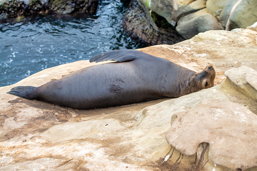 A sea lion resting on a rock under sunlight at the zoo