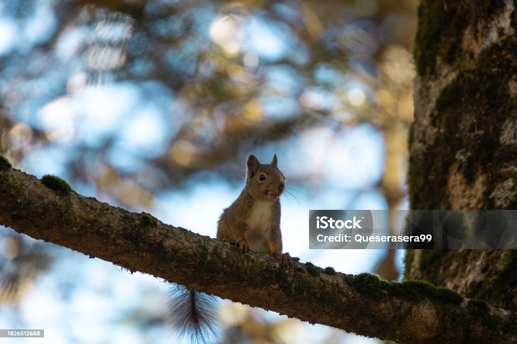 The Japanese Squirrel Is A Tree Squirrel In The Genus Sciurus Endemic