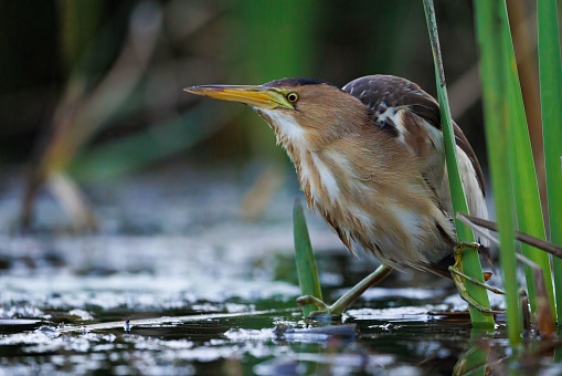 A small bittern is standing in a shallow body of water surrounded by lush green vegetation.