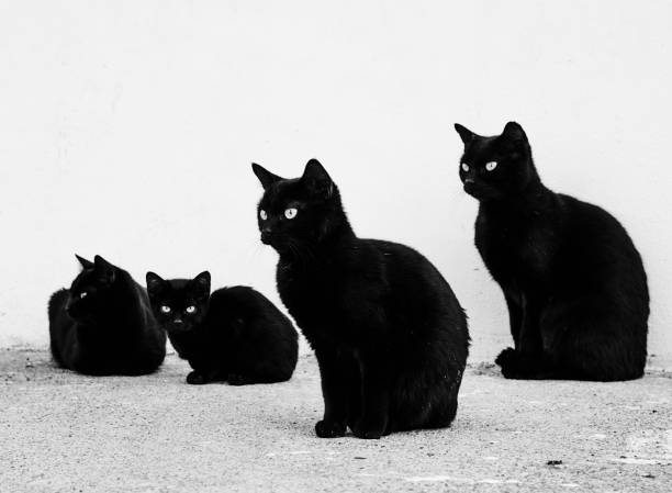 4 black cats sitting and sitting and looking at the camera, isolated on white wall