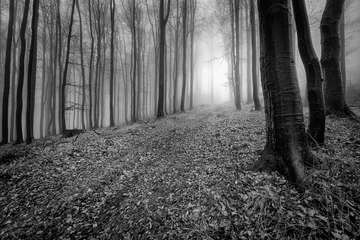 Forest road in the foggy of beech late autumn forest