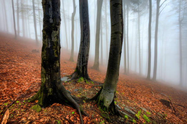 Autumn beech forest with fog in the background