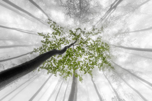 istock Foggy view of the treetops 1826531674
