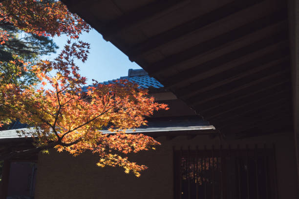 istock Autumn leaves floating in the sky 1826550544