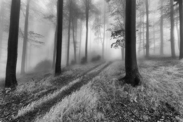 istock Forest road in the foggy 1826561825