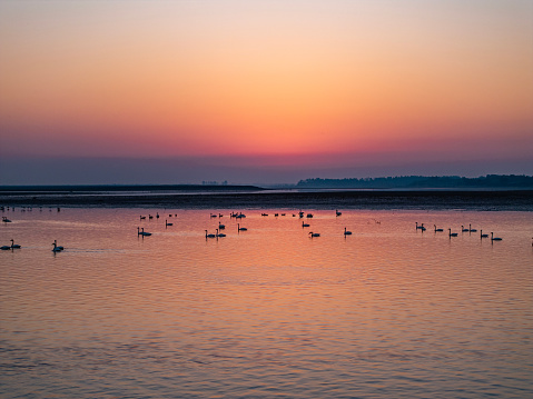 A flock of geese in the lake at sunset