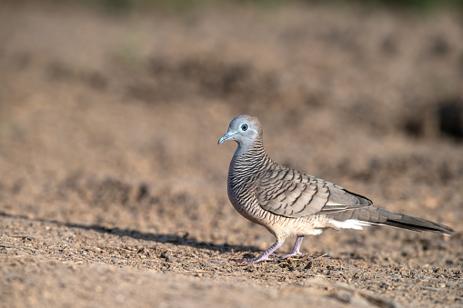 Zebra Dove, The bird has gray and black feathers with a zebra-like pattern