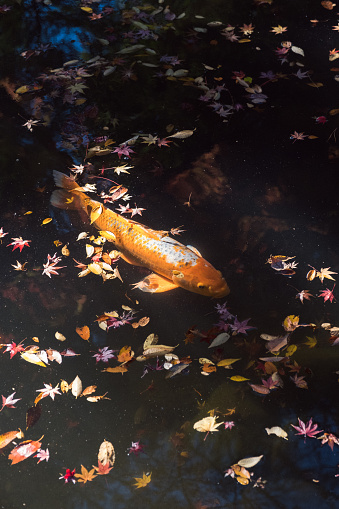 Carp swimming in autumn