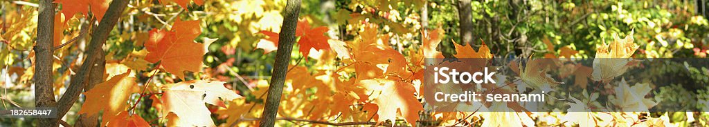 Herbst Blätter Panorama - Lizenzfrei Ast - Pflanzenbestandteil Stock-Foto