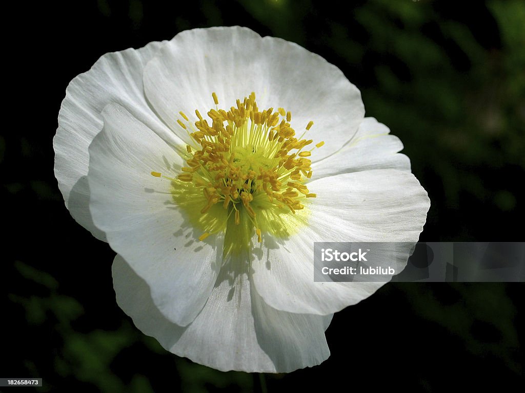 Poppy com grace - Foto de stock de Amor royalty-free