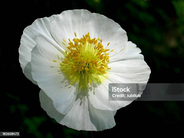 Foto de Poppy Com Grace e mais fotos de stock de Amor - Amor, Beleza, Beleza natural - Natureza