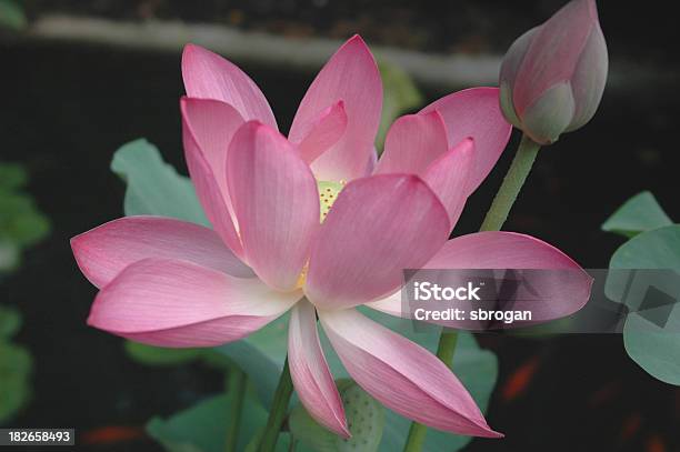 Otwieranie Różowy Lotus - zdjęcia stockowe i więcej obrazów Bez ludzi - Bez ludzi, Fotografika, Główka kwiatu