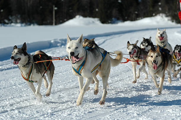 istock Pack of dogs 182658522