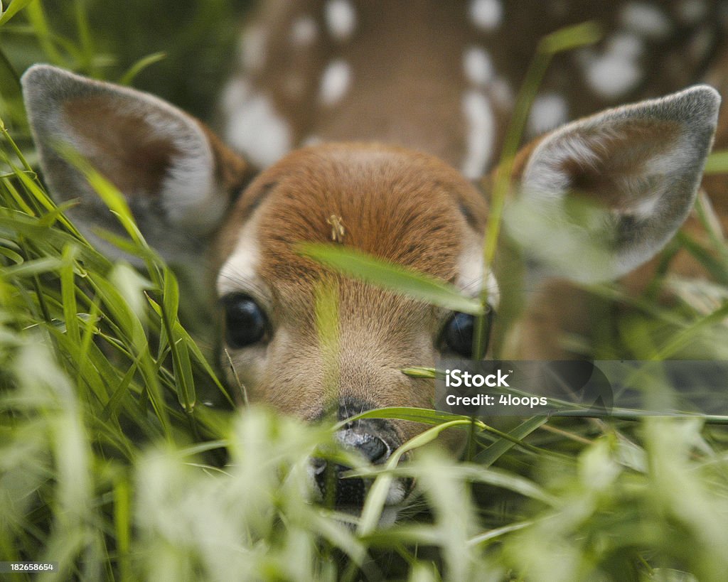 Camouflage fauve - Photo de Faon libre de droits