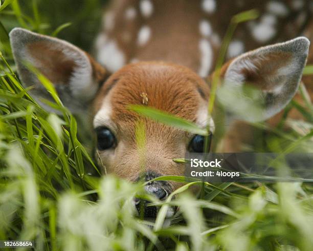 Photo libre de droit de Camouflage Fauve banque d'images et plus d'images libres de droit de Faon - Faon, Famille du cerf, Canada