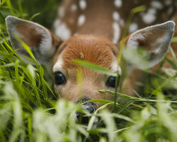 Fawn Camouflage "D100,1/250s,f3.2,200mm,ISO 200.  A newborn fawn does such a good job imitating grass that it even fooled a grasshopper into thinking it's grass." fawn young deer stock pictures, royalty-free photos & images