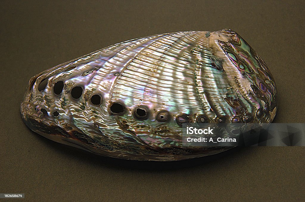 Abalone Shell - Foto de stock de Orelha-do-mar royalty-free