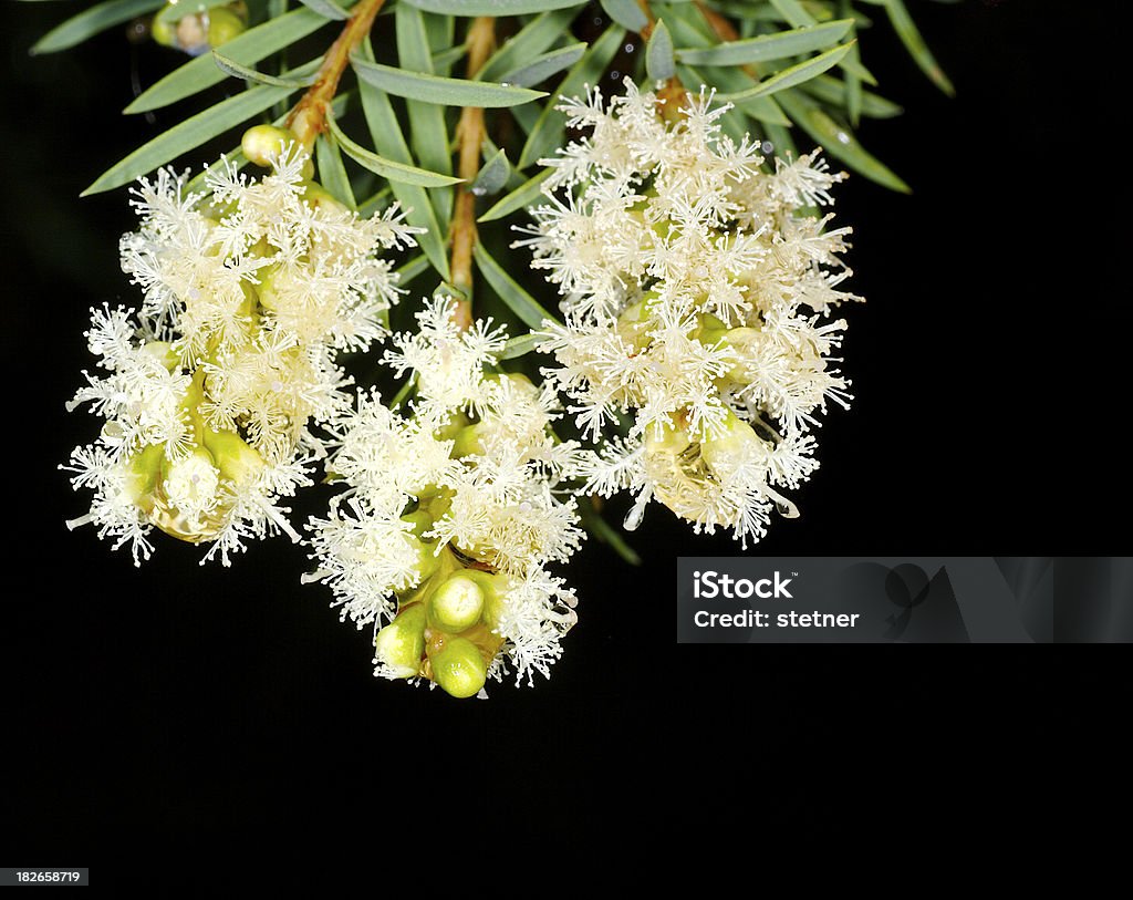 Wet eucalypt Blüten - Lizenzfrei Eukalyptusbaum Stock-Foto