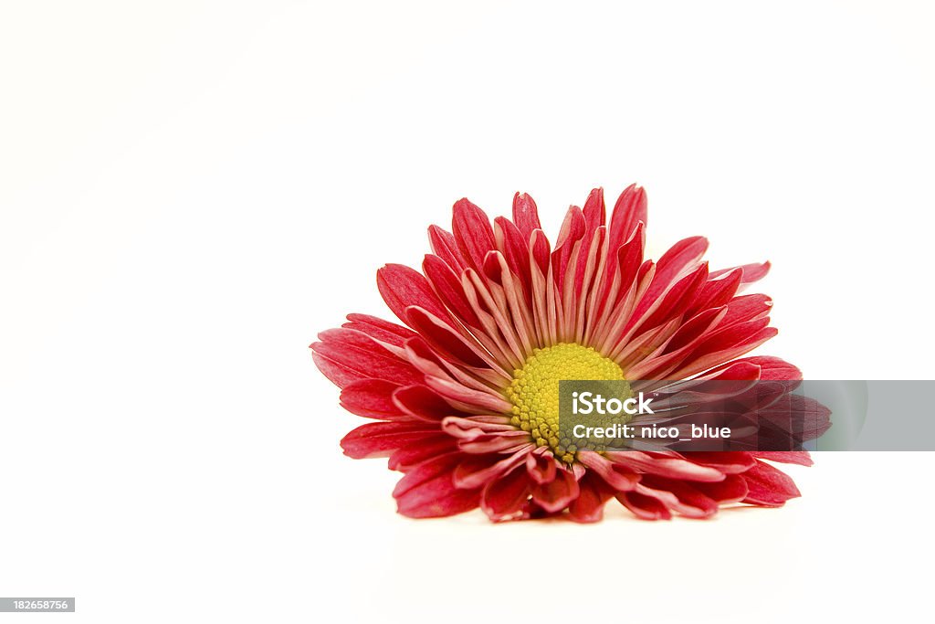 Rosso gerbera II - Foto stock royalty-free di Bellezza naturale