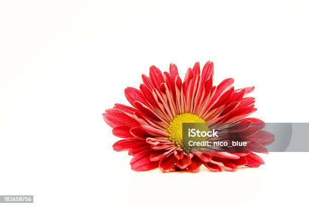 Rosso Gerbera Ii - Fotografie stock e altre immagini di Bellezza naturale - Bellezza naturale, Capolino, Colore brillante