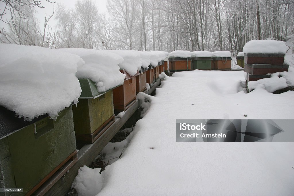 Alveari di Bee nella neve - Foto stock royalty-free di Albero