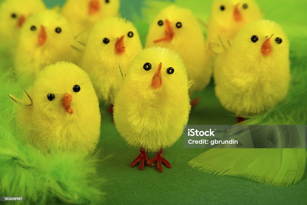 Easter chicks Easter chick army on the move! Surrounded by green feathers.Similar: Animal Stock Photo